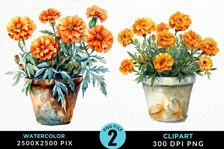 Marigolds Clipart Image 23