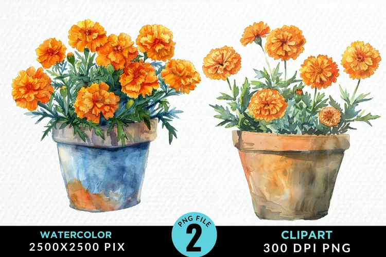 Watercolor Marigolds Pot Graphic Clipart