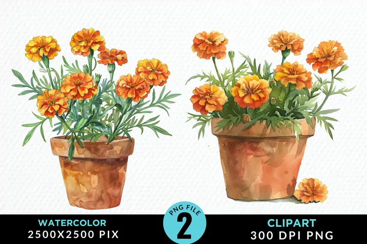Watercolor Marigolds Pot Graphic Clipart