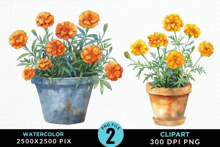 Marigolds Clipart Image 11