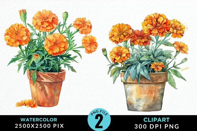 Watercolor Marigolds Pot Graphic Clipart