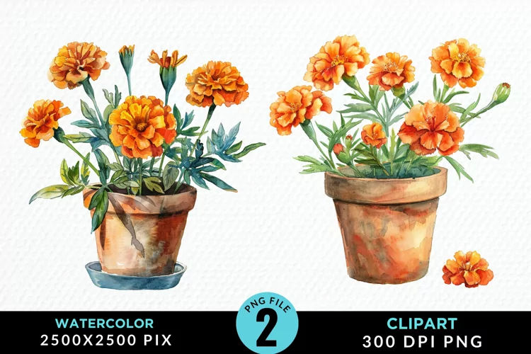 Watercolor Marigolds Pot Graphic Clipart