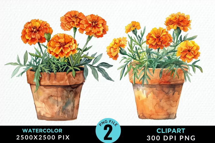 Watercolor Marigolds Pot Graphic Clipart