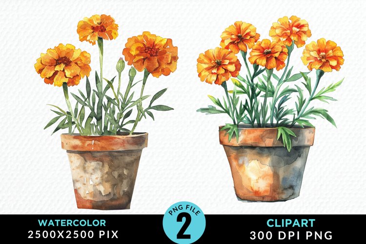 Marigolds Clipart Image 8