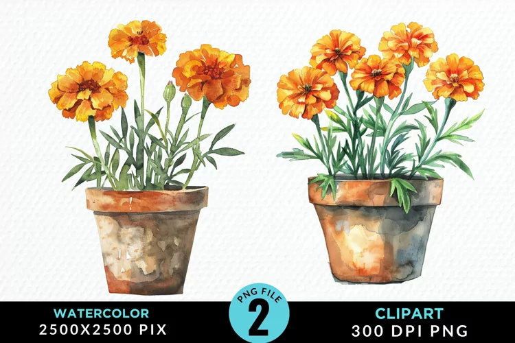Watercolor Marigolds Pot Graphic Clipart