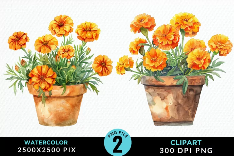 Watercolor Marigolds Pot Graphic Clipart