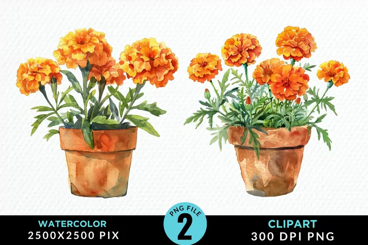 Watercolor Marigolds Pot Graphic Clipart