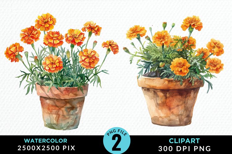 Marigolds Clipart Image 12