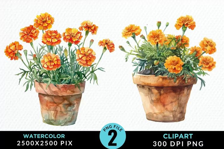 Watercolor Marigolds Pot Graphic Clipart