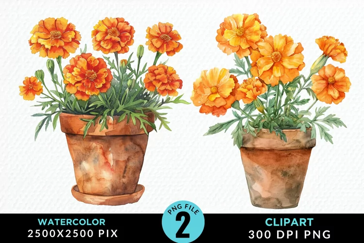 Watercolor Marigolds Pot Graphic Clipart