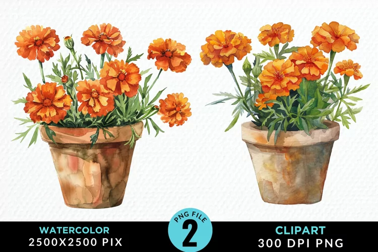 Watercolor Marigolds Pot Graphic Clipart