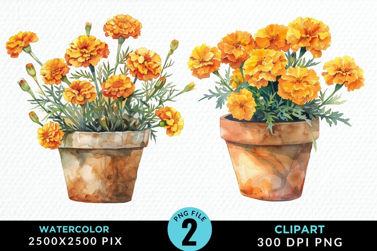 Marigolds Clipart Image 16
