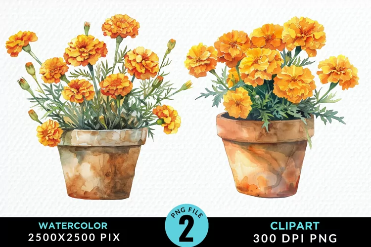 Watercolor Marigolds Pot Graphic Clipart