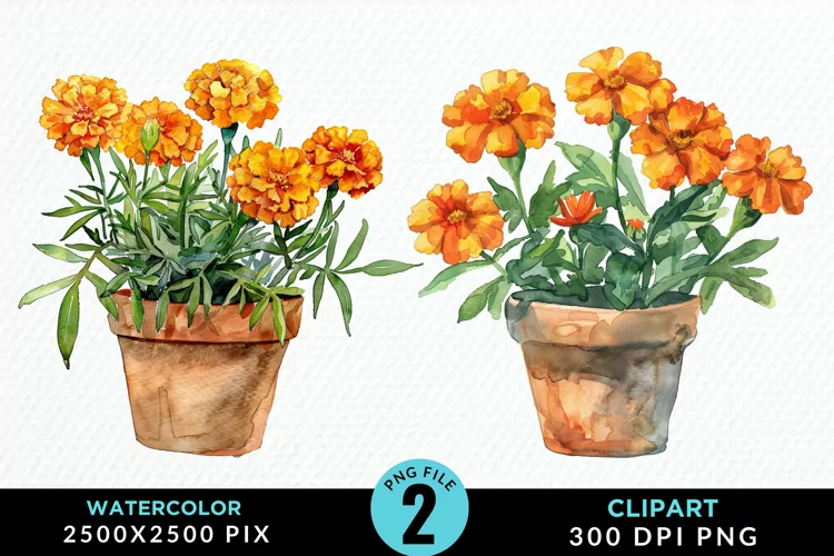 Watercolor Marigolds Pot Graphic Clipart