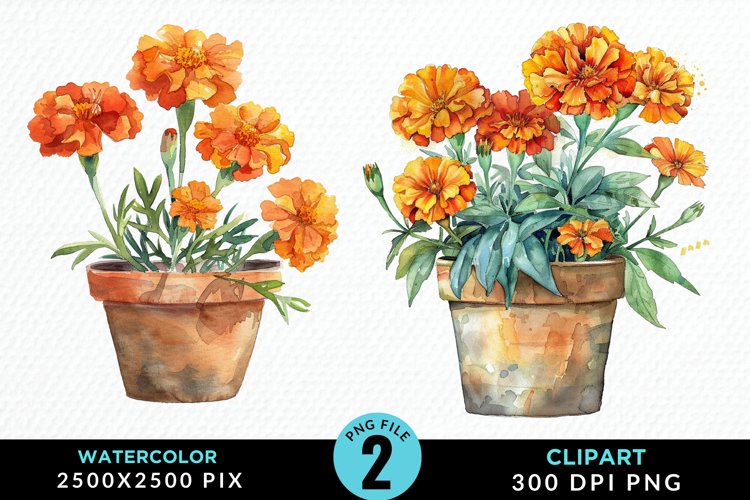 Marigolds Clipart Image 5