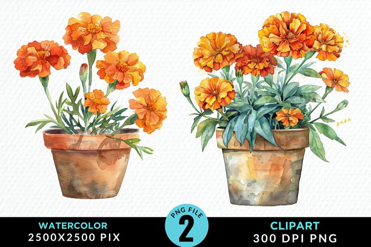 Marigolds Clipart Image 6