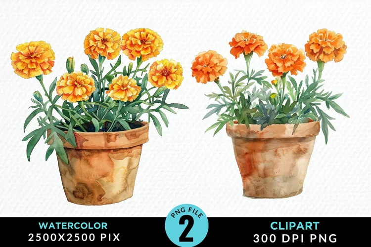 Watercolor Marigolds Pot Graphic Clipart