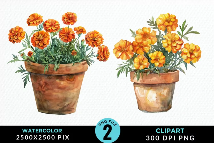 Watercolor Marigolds Pot Graphic Clipart