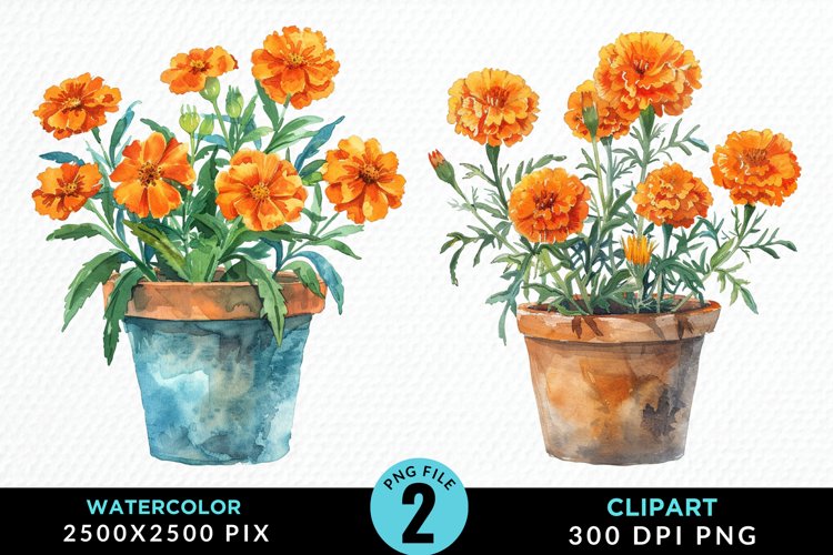 Watercolor Marigolds Pot Graphic Clipart