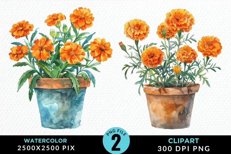 Watercolor Marigolds Pot Graphic Clipart