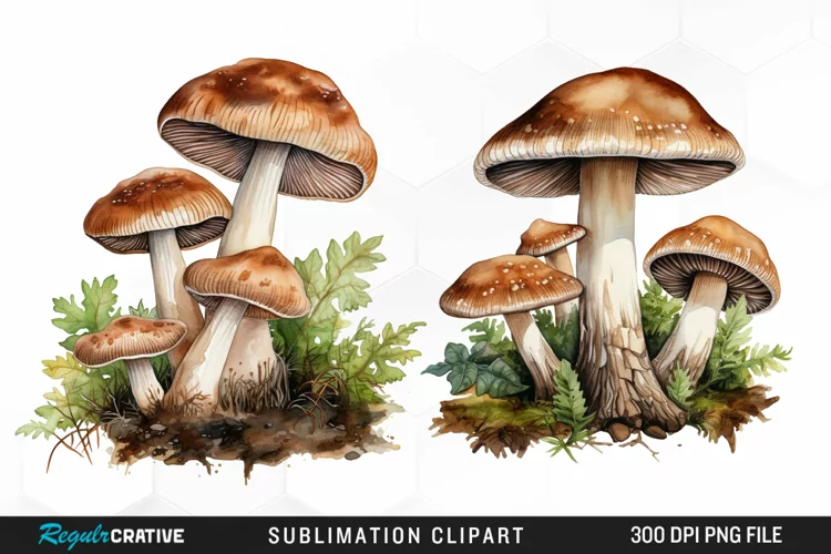 Watercolor Mushrooms Graphics Clipart