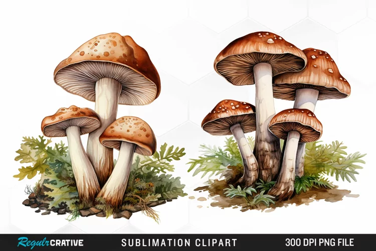 Watercolor Mushrooms Graphics Clipart