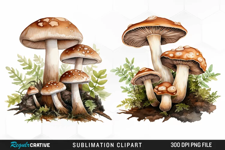 Watercolor Mushrooms Graphics Clipart