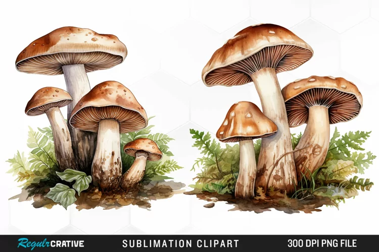 Watercolor Mushrooms Graphics Clipart