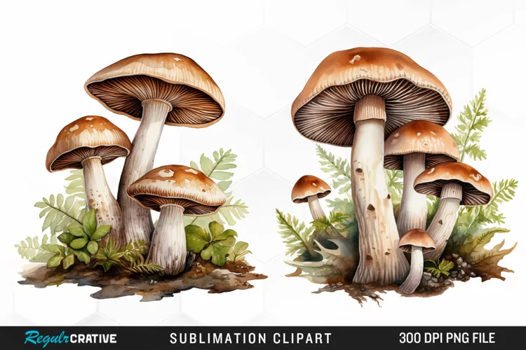 Watercolor Mushrooms Graphics Clipart
