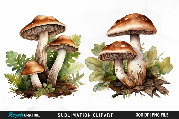 Watercolor Mushrooms Graphics Clipart