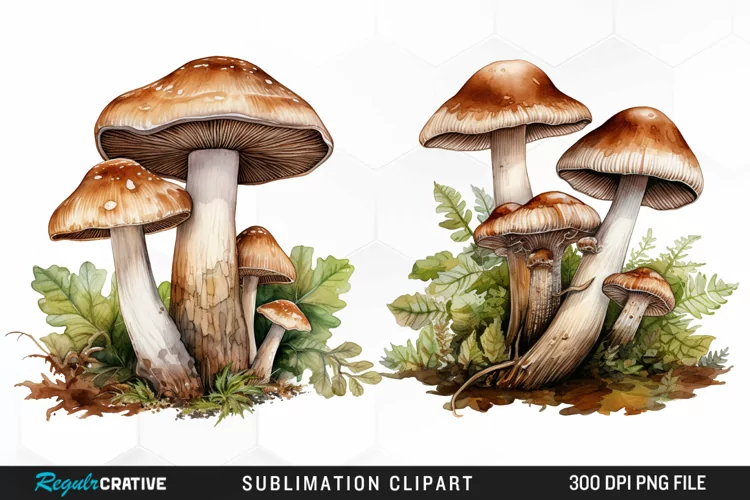 Watercolor Mushrooms Graphics Clipart