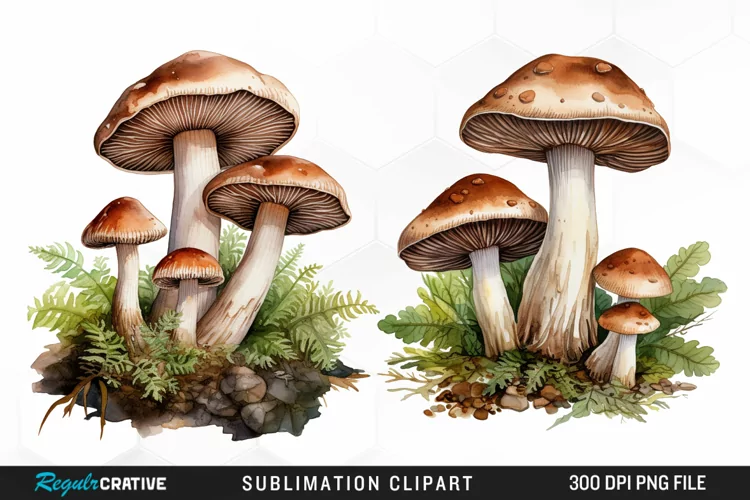 Watercolor Mushrooms Graphics Clipart