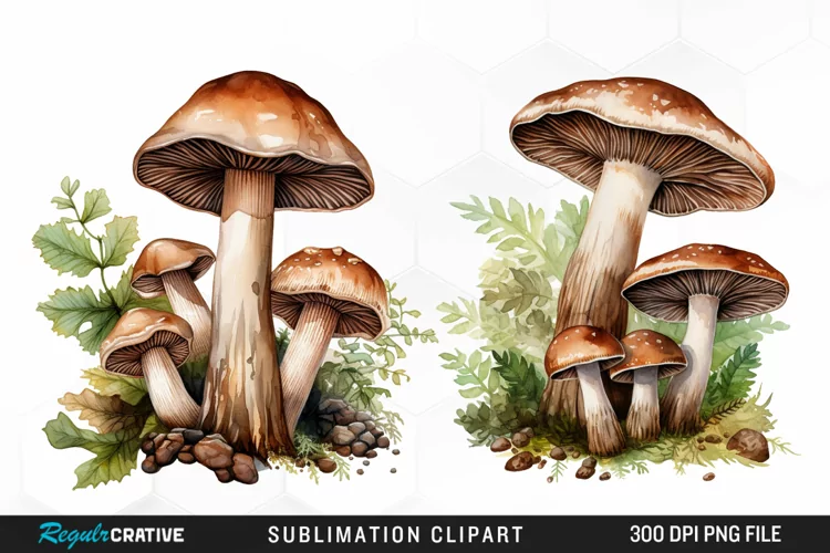 Watercolor Mushrooms Graphics Clipart
