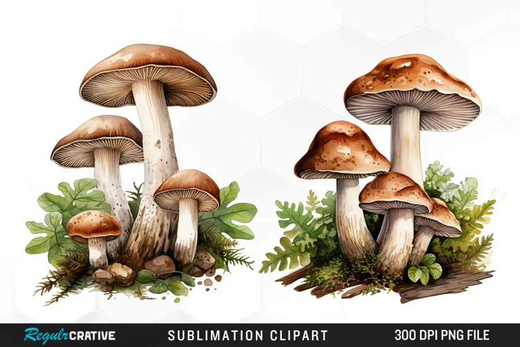 Watercolor Mushrooms Graphics Clipart