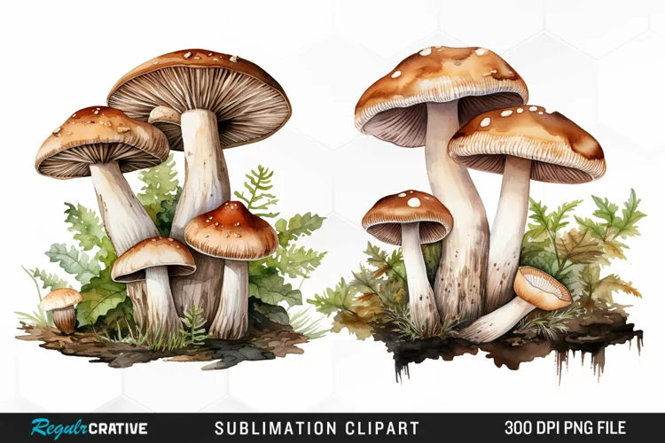 Watercolor Mushrooms Graphics Clipart