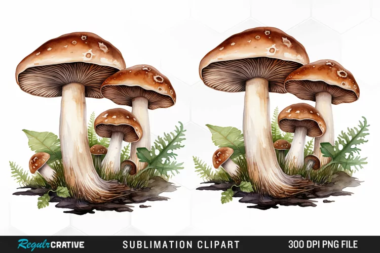 Watercolor Mushrooms Graphics Clipart