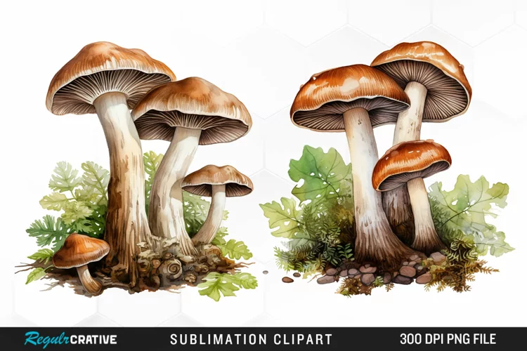 Watercolor Mushrooms Graphics Clipart