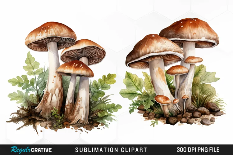 Watercolor Mushrooms Graphics Clipart