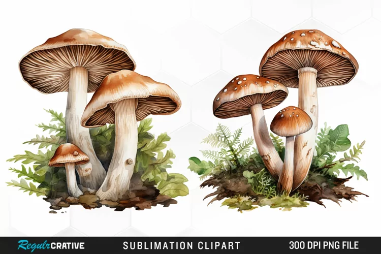 Watercolor Mushrooms Graphics Clipart