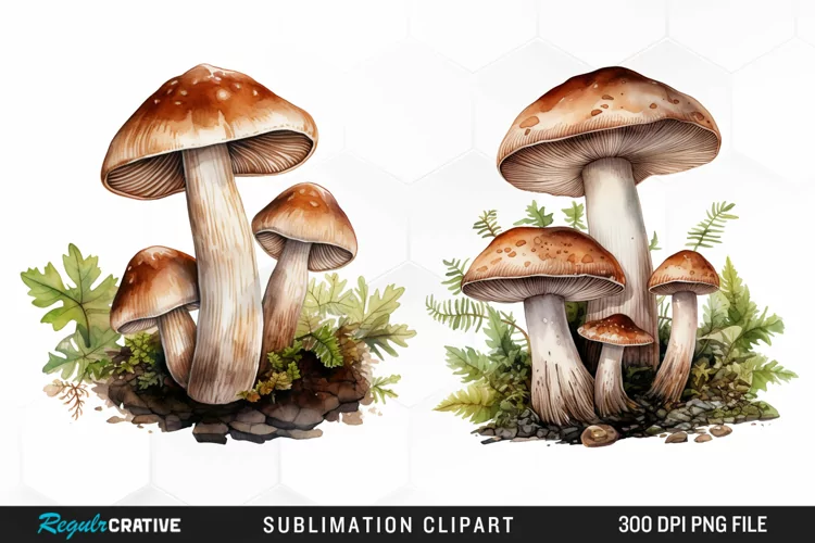 Watercolor Mushrooms Graphics Clipart