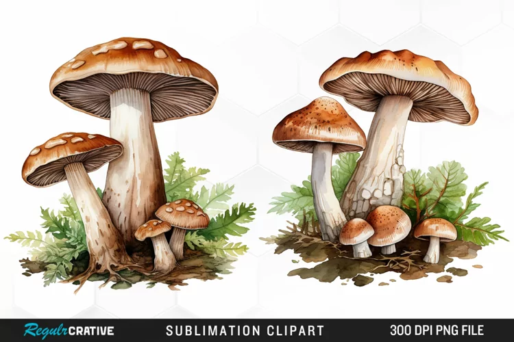 Watercolor Mushrooms Graphics Clipart