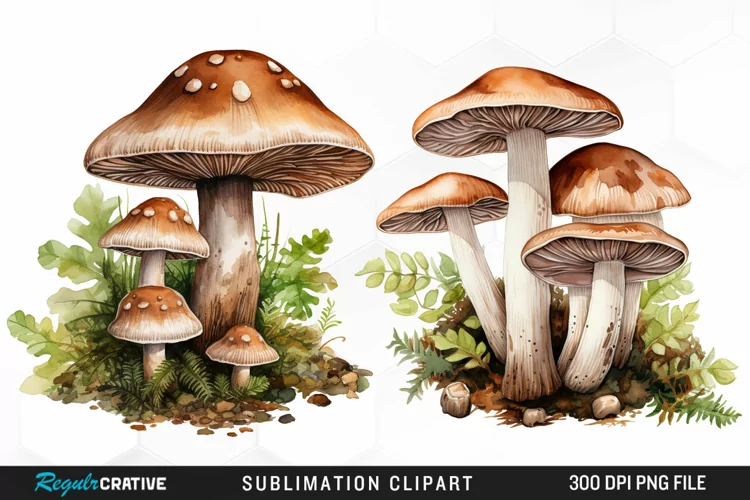 Watercolor Mushrooms Graphics Clipart