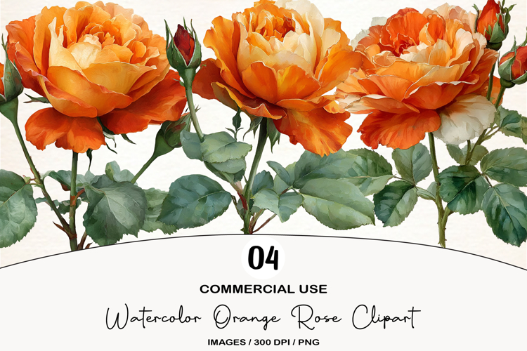 Watercolor Orange Rose Clipart