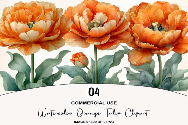 Watercolor Orange Tulip Clipart