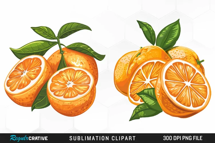 Watercolor Oranges Illustration Clipart