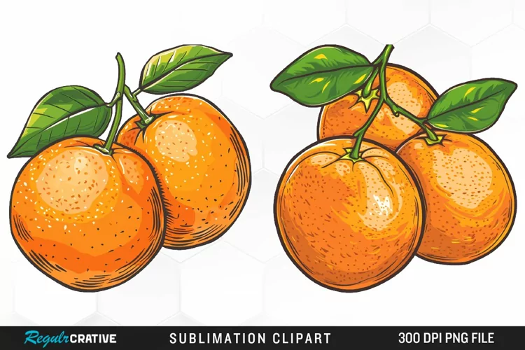 Watercolor Oranges Artwork Clipart