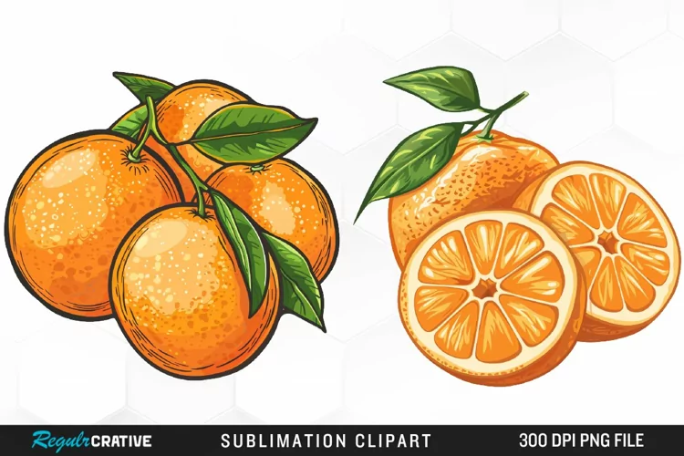 Watercolor Oranges Illustration Clipart