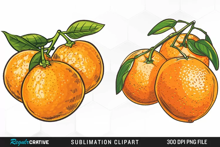 Watercolor Oranges Illustration Clipart