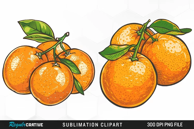 Watercolor Oranges Illustration Clipart