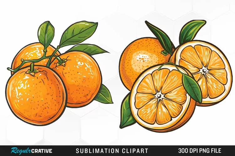 Watercolor Oranges Illustration Clipart